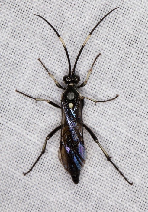 Cratichneumon sp.? Ichneumonidae