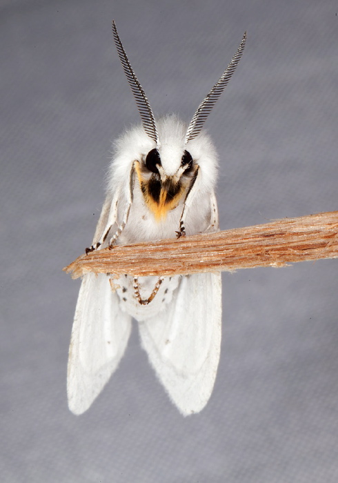 Spilosoma virginica Erebidae