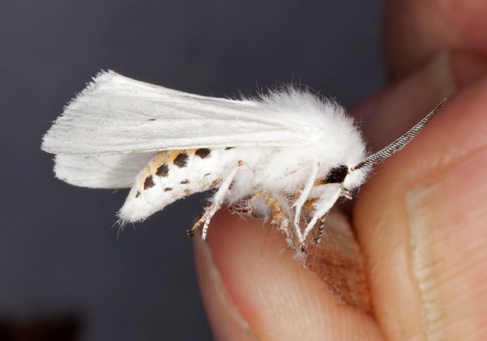 Spilosoma virginica Erebidae