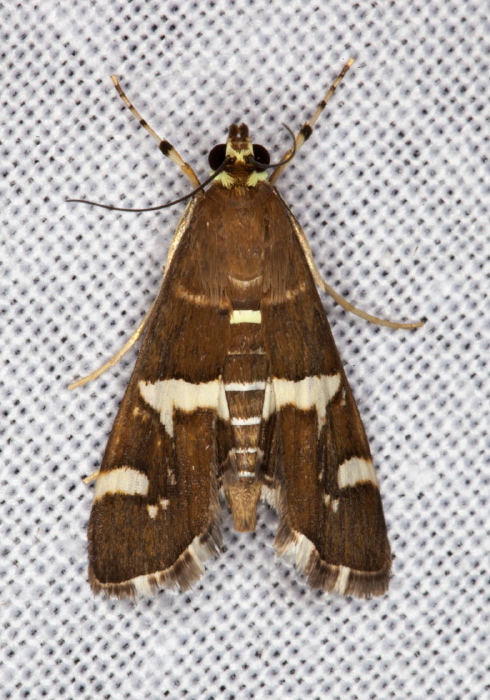 Spoladea recurvalis Crambidae