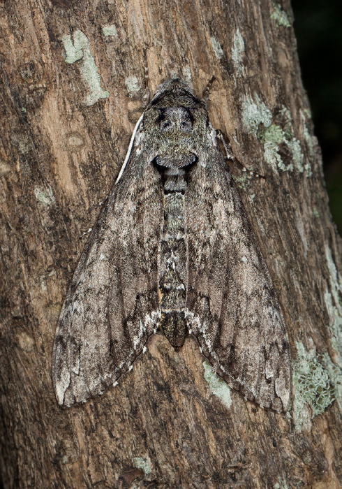 Manduca sexta Sphingidae