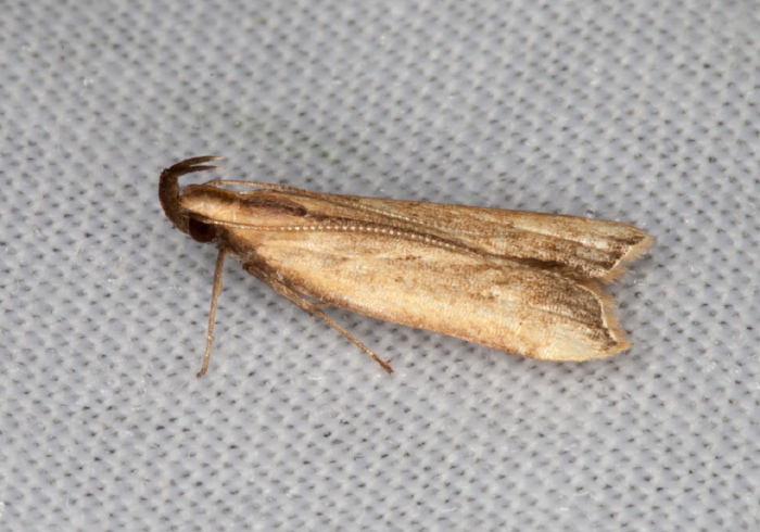 Dichomeris picrocarpa Gelechiidae