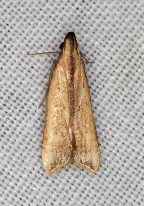 Dichomeris picrocarpa Gelechiidae