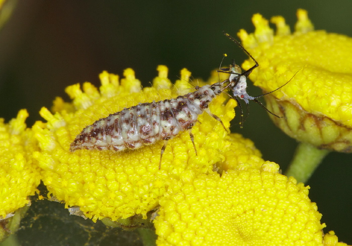   Chrysopidae