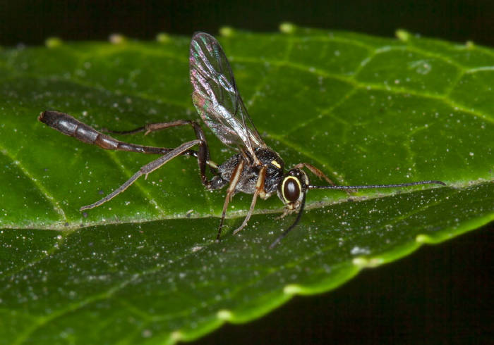 Anomalon sp. Ichneumonidae