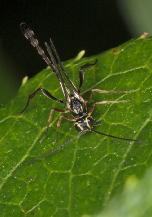 Anomalon sp. Ichneumonidae