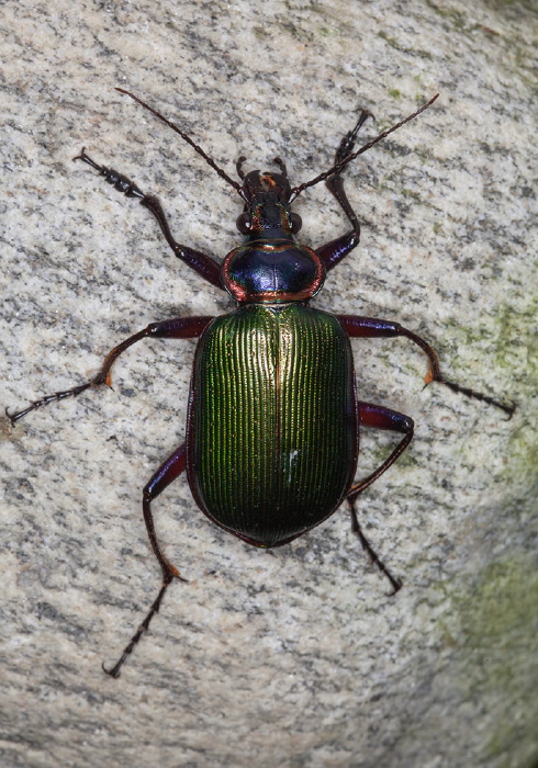 Calosoma (Calodrepa) scrutator Carabidae
