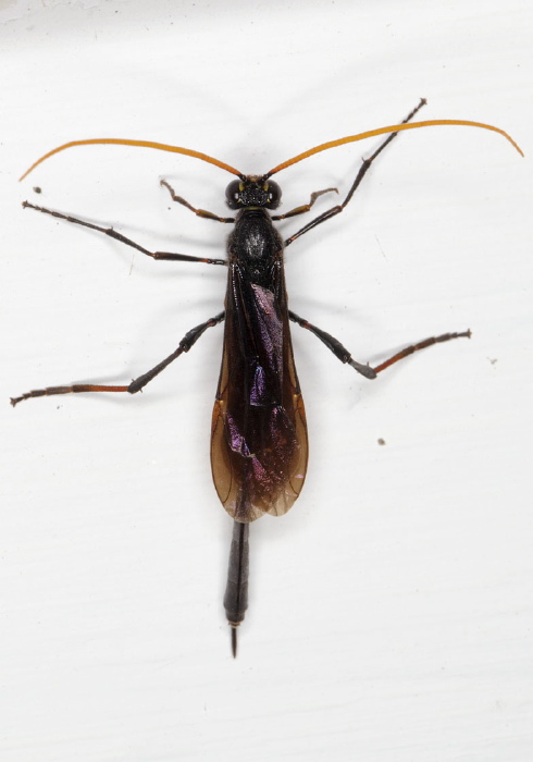Therion nigripes? Ichneumonidae