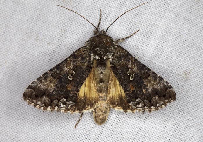Syngrapha octoscripta Noctuidae