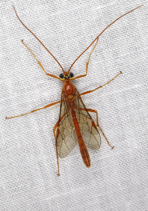 Ophion sp. Ichneumonidae