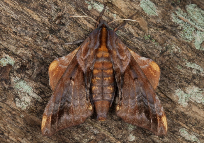 Paonias myops Sphingidae