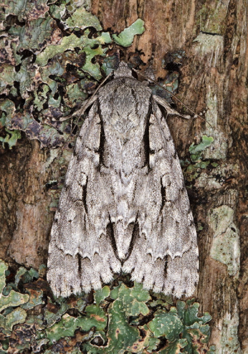 Acronicta lobeliae Noctuidae