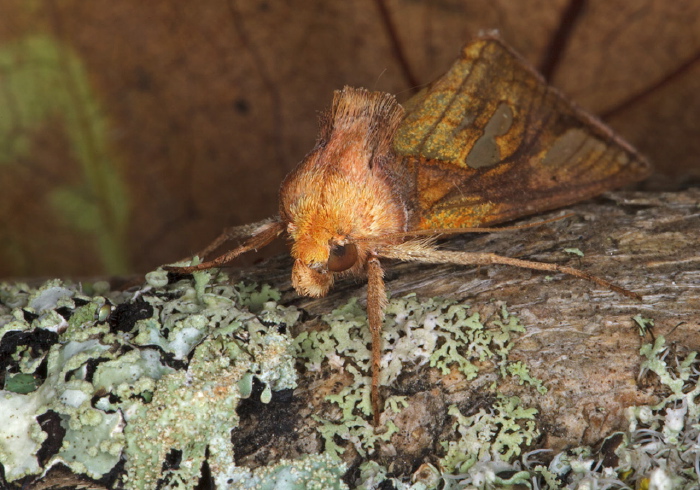 Plusia contexta Noctuidae