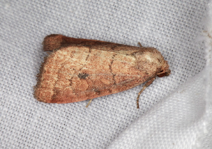 Photedes inops Noctuidae