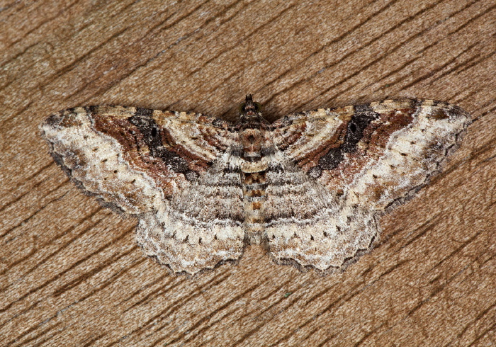 Costaconvexa centrostrigaria Geometridae