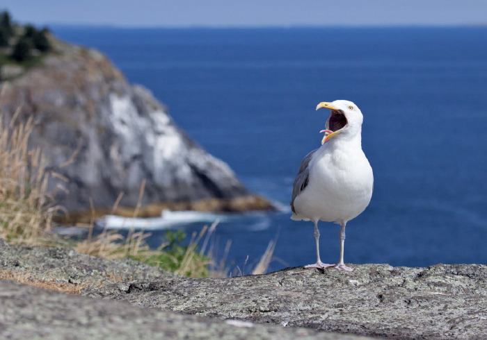 Larus argentatus Laridae