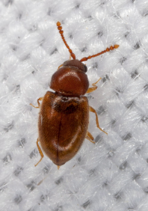 Atomaria (Anchicera) lewisi Cryptophagidae