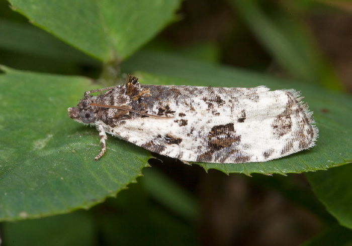 Apotomis albeolana  Tortricidae