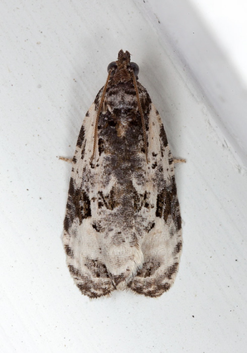 Apotomis albeolana  Tortricidae
