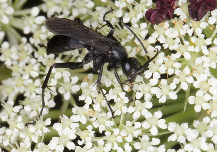   Sphecidae