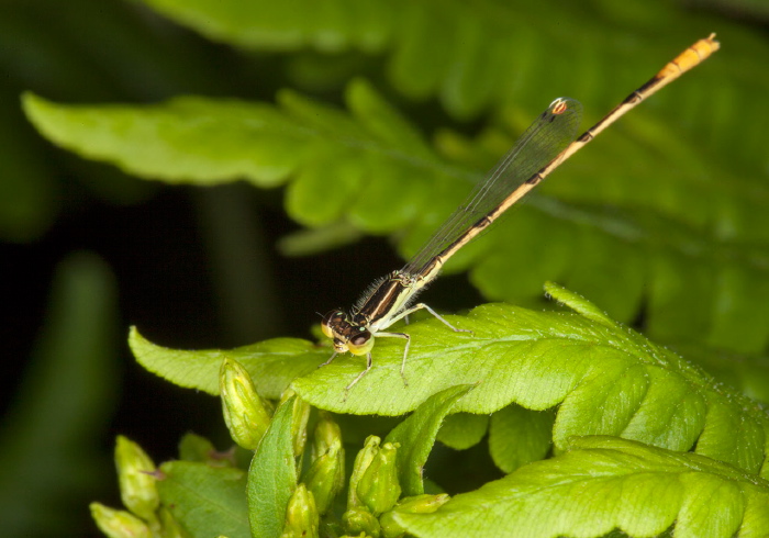 Ischnura hastata Coenagrionidae