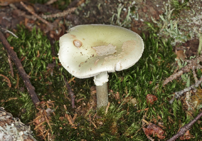 Amanita sp. Pluteaceae