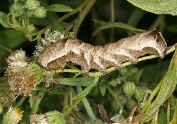 Melanchra adjuncta Noctuidae