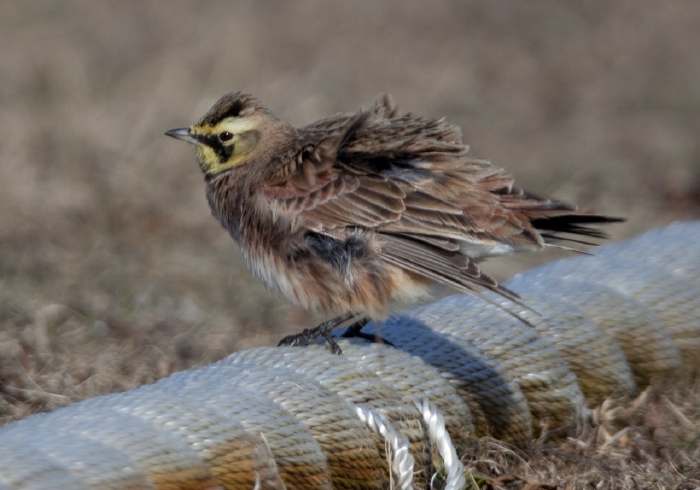 Eremophila alpestris Alaudidae