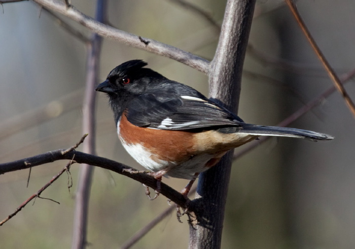 Pipilo erythrophthalmus Emberizidae