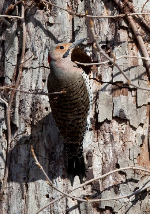 Colaptes auratus Picidae