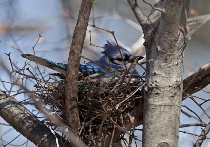 Cyanocitta cristata Corvidae