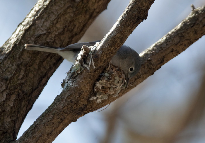 Polioptila caerulea Polioptilidae