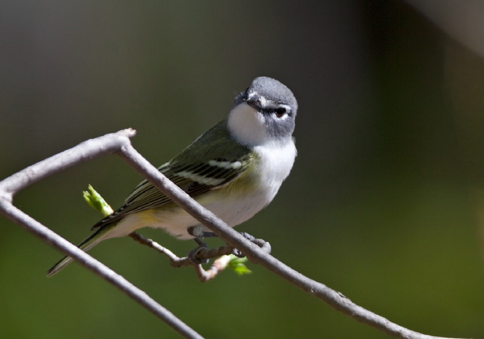 Vireo solitarius Vireonidae