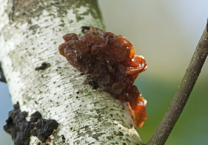 Exidia repanda Auriculariaceae