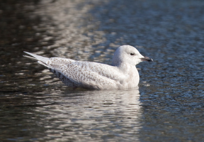 Larus glaucoides Laridae