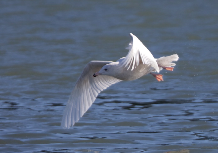 Larus hyperboreus Laridae