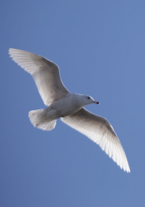 Larus hyperboreus Laridae