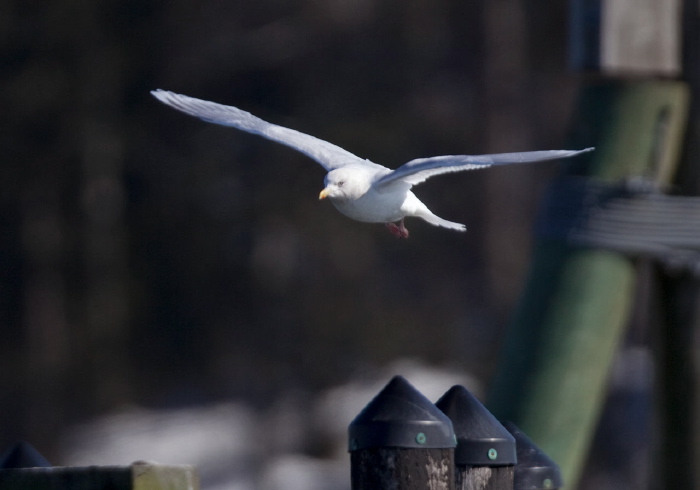 Larus glaucoides Laridae