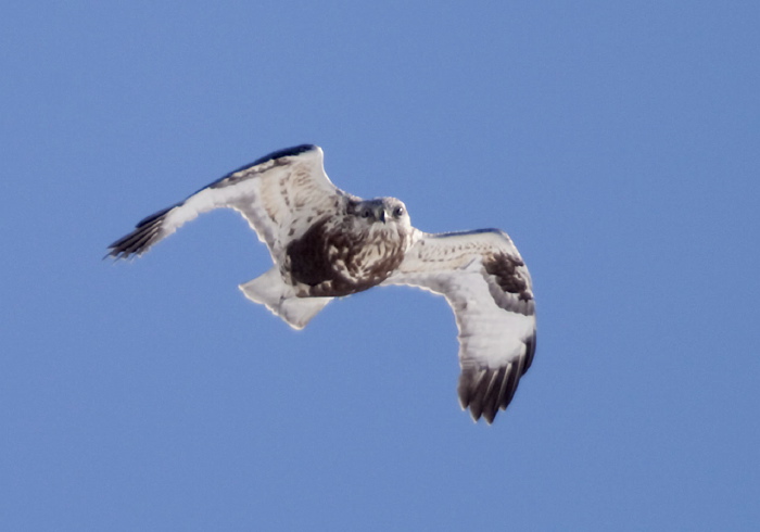 Buteo lagopus Accipitridae