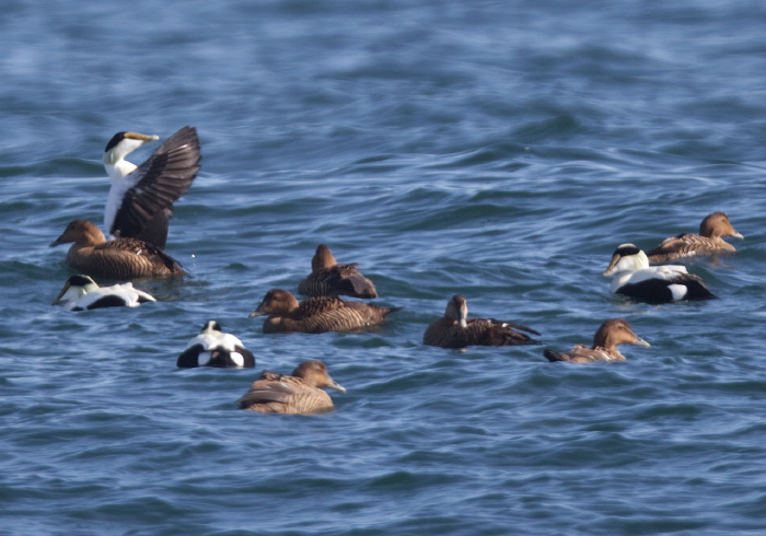 Somateria mollissima Anatidae