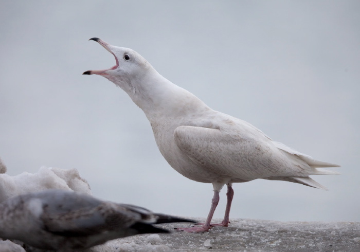 Larus hyperboreus Laridae