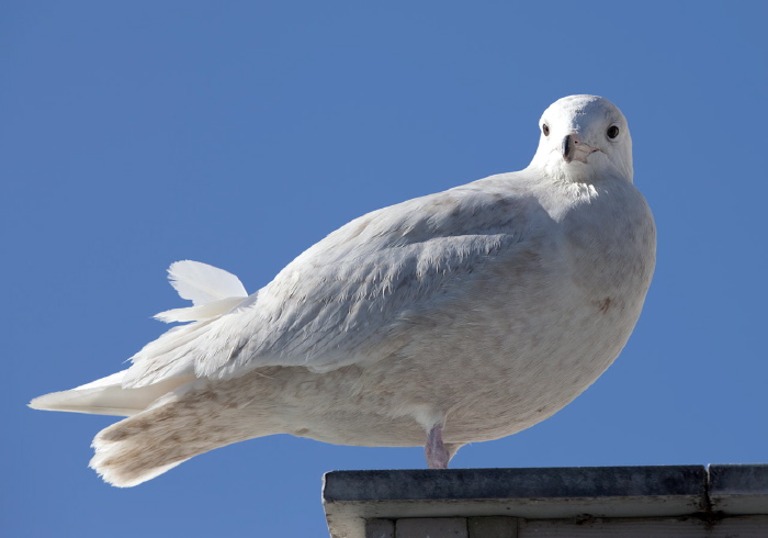 Larus hyperboreus Laridae