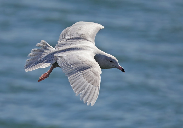 Larus hyperboreus Laridae