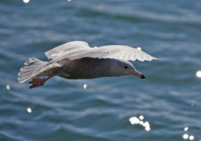 Larus hyperboreus Laridae