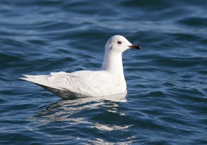 Larus glaucoides Laridae