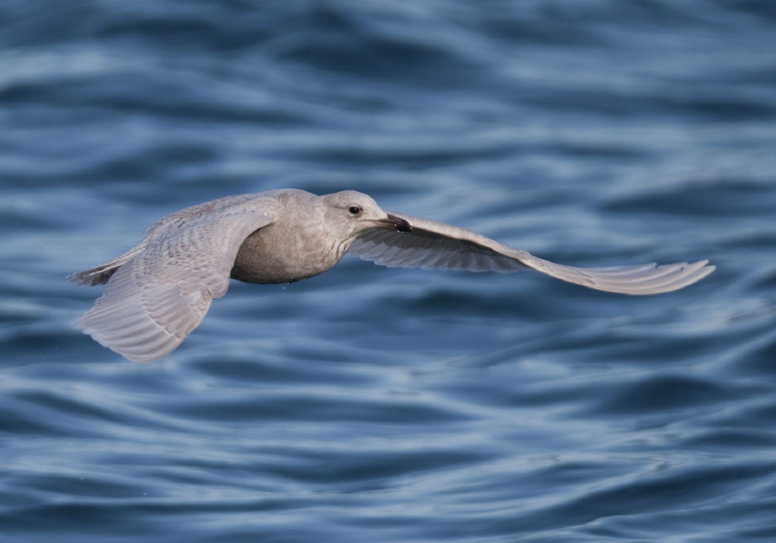 Larus glaucoides Laridae