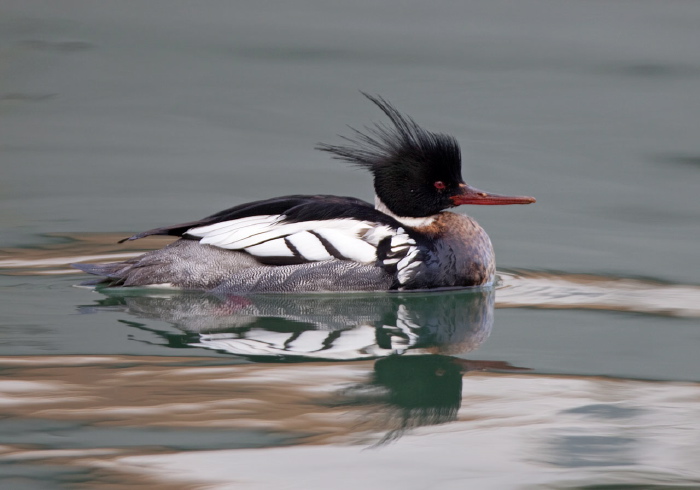 Mergus serrator Anatidae