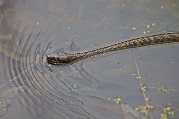 Nerodia sipedon Colubridae