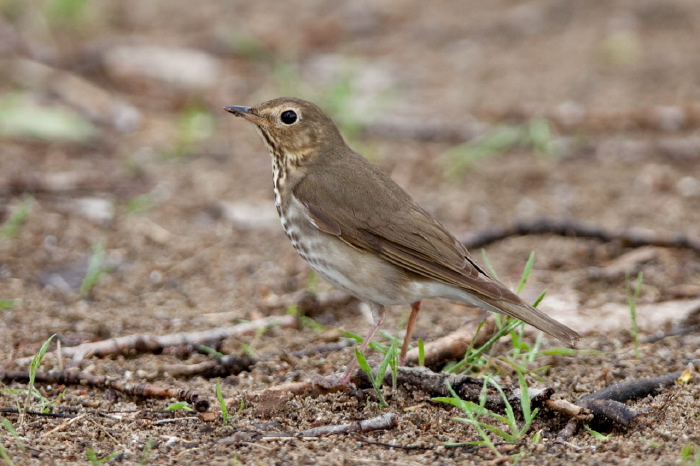 Catharus ustulatus Turdidae