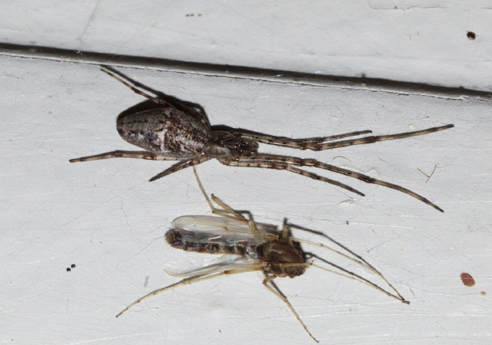 Tetragnatha versicolor? Tetragnathidae